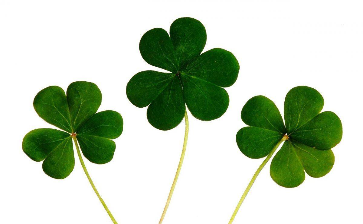 Angel Number 7 clovers » Sarahdawn Tunis Three clovers representing the Angel Number 7 meaning you are lucky and are in essence being rewarded for you choices and decisions.